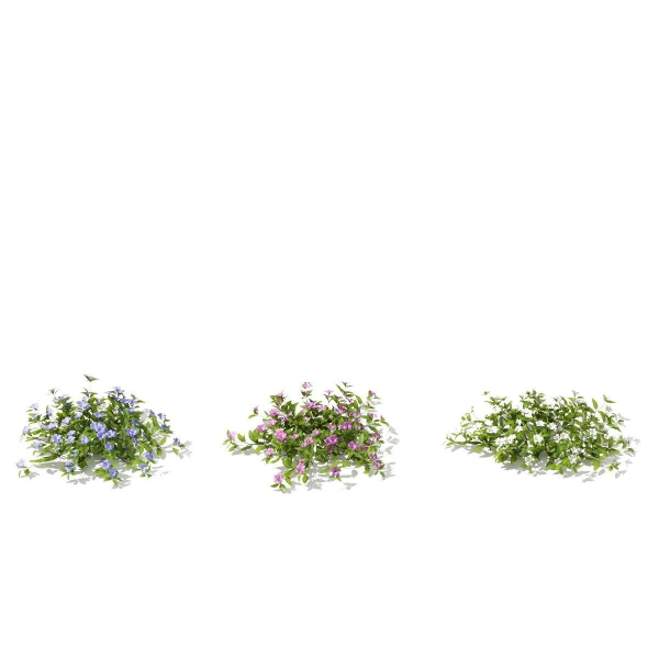 Vinca minor