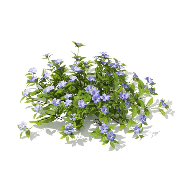 Vinca minor