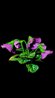 violet flower