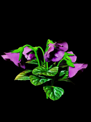 violet-flower-3d-model-low-poly-animated-rigged-obj-fbx-blend