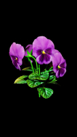 violet flower
