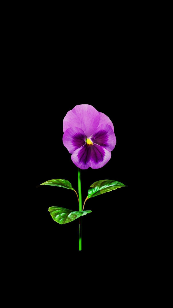 violet flower