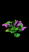 violet flower