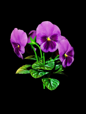 violet flower