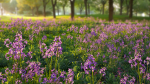 Violet Flower VFX Grace