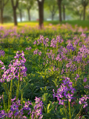 violet-flower-vfx-grace-3d-model-obj-blend