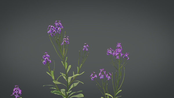 Violet Flower VFX Grace