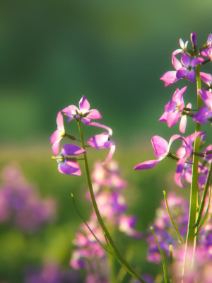 Violet Flower VFX Grace