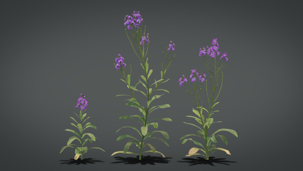 Violet Flower VFX Grace