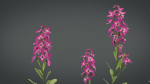 Violet Flower VFX Grace