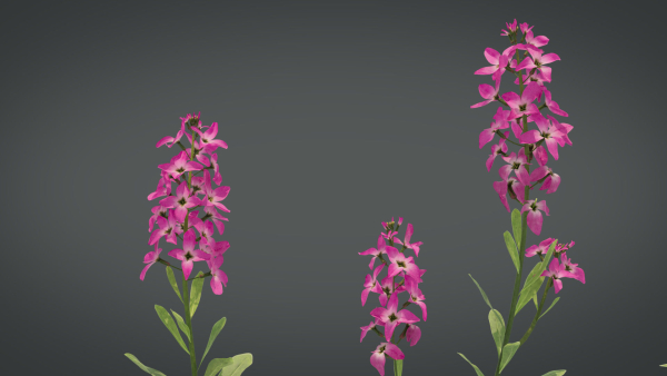 Violet Flower VFX Grace