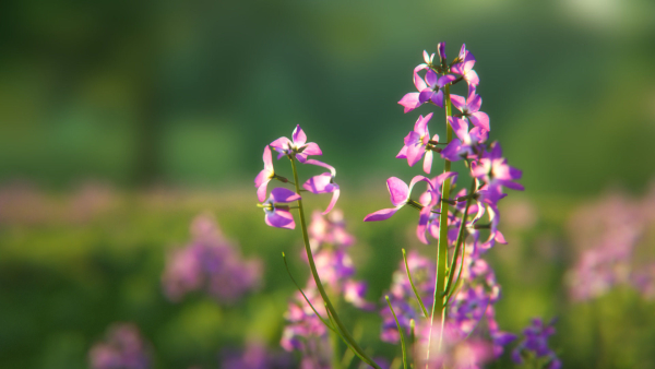 Violet Flower VFX Grace
