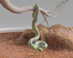 Viper Snake