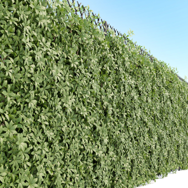 Virginia creeper on fence vol 182