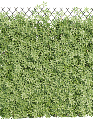 Virginia creeper on fence vol 182