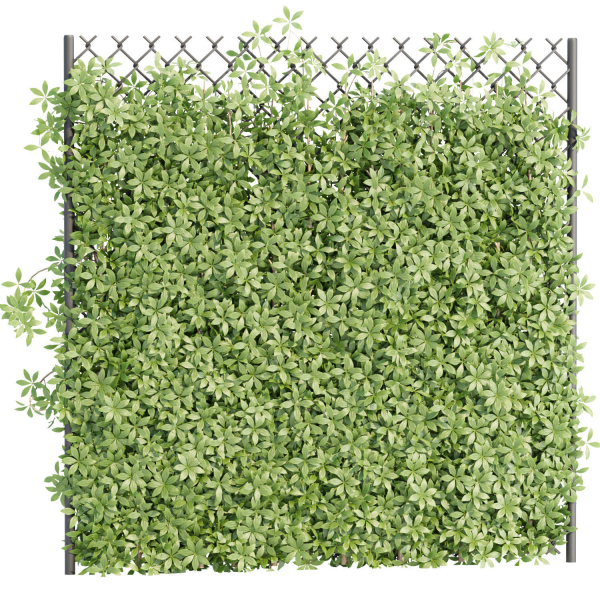 Virginia creeper on fence vol 182