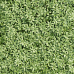 Virginia creeper on fence vol 182