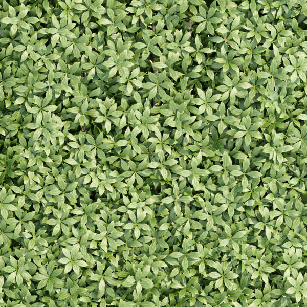 Virginia creeper on fence vol 182