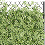 Virginia creeper on fence vol 182
