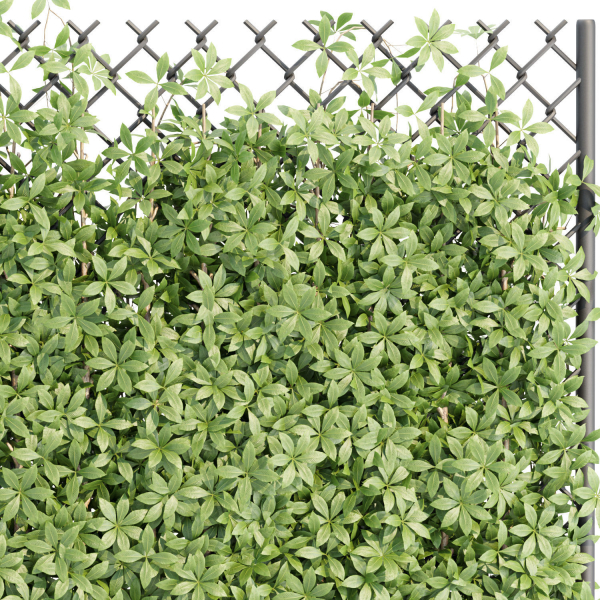Virginia creeper on fence vol 182