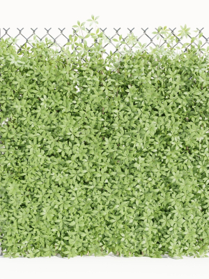 Virginia creeper on fence vol 182-Blender