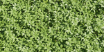 Virginia creeper on fence vol 182-Blender