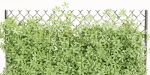 Virginia creeper on fence vol 182-Blender
