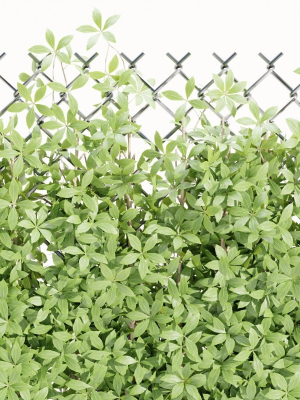 virginia-creeper-on-fence-vol-182-blender-3d-model-d1c21f4395