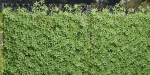 Virginia creeper on fence vol 182-Blender
