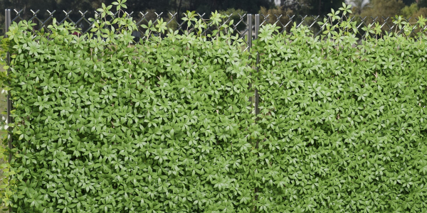 Virginia creeper on fence vol 182-Blender