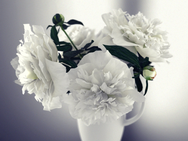 White Peonies