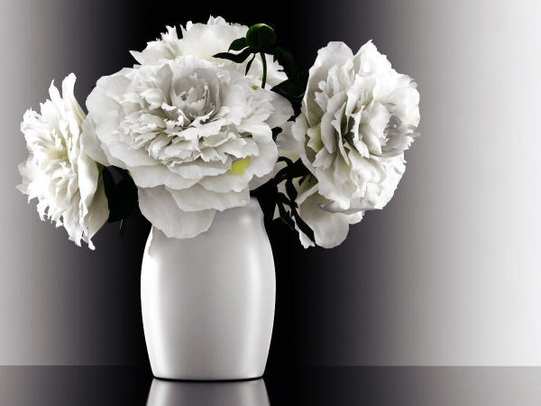 White Peonies