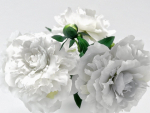 White Peonies