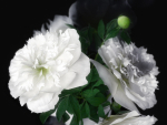 White Peonies
