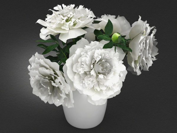 White Peonies