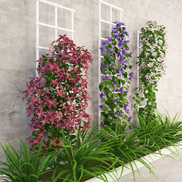 Wall flowers