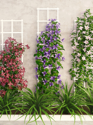 Wall flowers