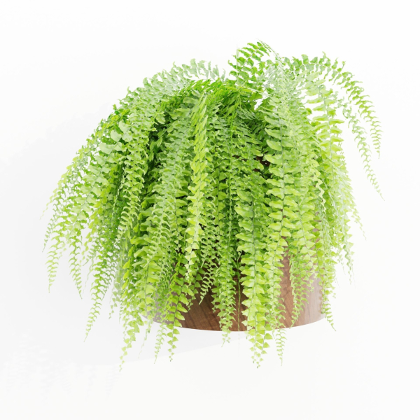 Wall hanging plants collection vol 206-Blender