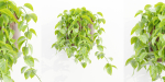 Wall hanging plants collection vol 206-Blender