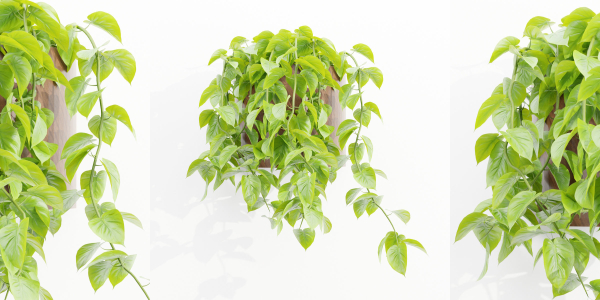 Wall hanging plants collection vol 206-Blender