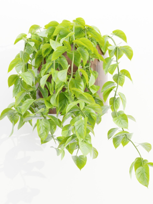 wall-hanging-plants-collection-vol-206-blender-3d-model-67863502ad