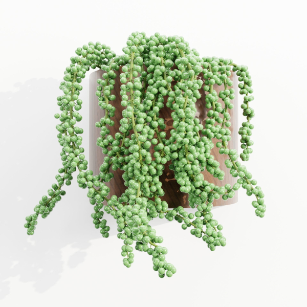 Wall hanging plants collection vol 206-Blender