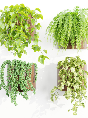 Wall hanging plants collection vol 206-Blender
