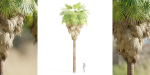 washingtonia filifera palm collection vol 55-Blender