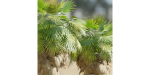 washingtonia filifera palm collection vol 55-Blender