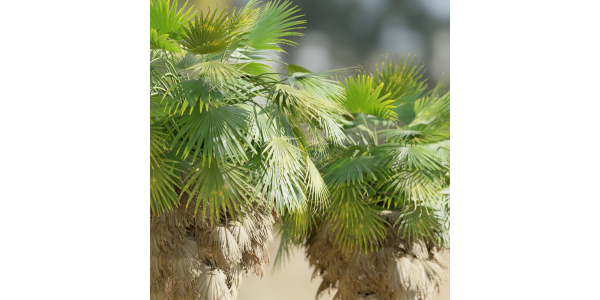 washingtonia filifera palm collection vol 55-Blender