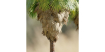 washingtonia filifera palm collection vol 55-Blender