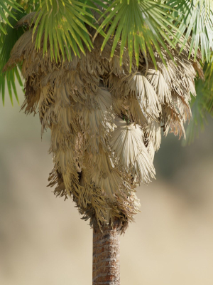 washingtonia-filifera-palm-collection-vol-55-blender-3d-model-747976b66c