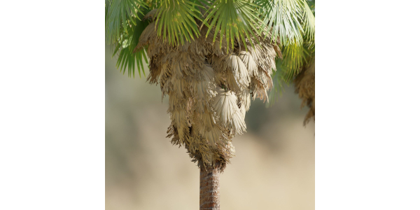 washingtonia filifera palm collection vol 55-Blender