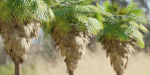 washingtonia filifera palm collection vol 55-Blender